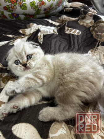 Котята Scottish fold/straight Макеевка - изображение 2