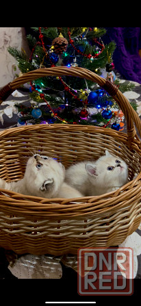 Котята Scottish fold/straight Макеевка - изображение 1