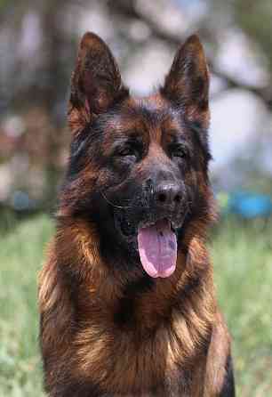 Предлагается к вязке кобель немецкой овчарки Донецк