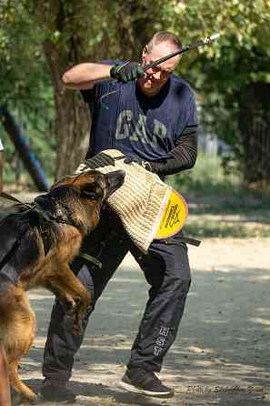 Предлагается к вязке кобель немецкой овчарки Донецк