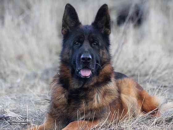 Предлагается к вязке кобель немецкой овчарки Донецк