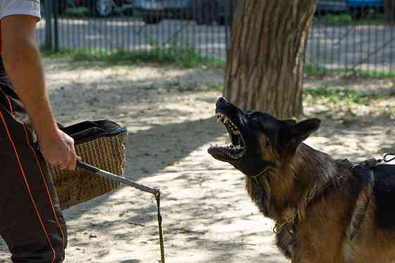 Предлагается к вязке кобель немецкой овчарки Донецк