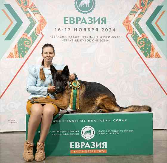 Предлагается к вязке кобель немецкой овчарки Донецк