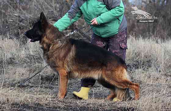Предлагается к вязке кобель немецкой овчарки Донецк