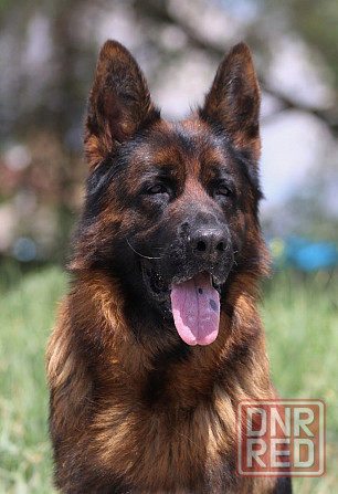 Предлагается к вязке кобель немецкой овчарки Донецк - изображение 5