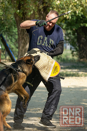 Предлагается к вязке кобель немецкой овчарки Донецк - изображение 3