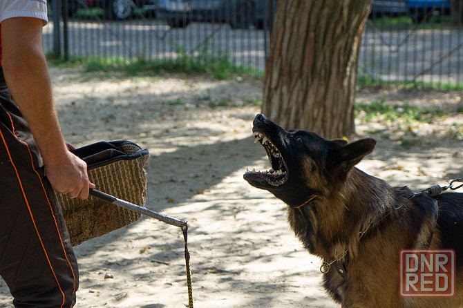 Предлагается к вязке кобель немецкой овчарки Донецк - изображение 4