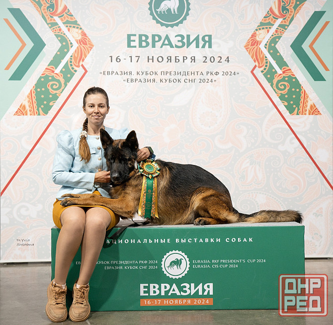 Предлагается к вязке кобель немецкой овчарки Донецк - изображение 3