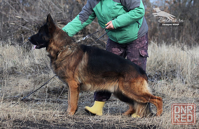 Предлагается к вязке кобель немецкой овчарки Донецк - изображение 2
