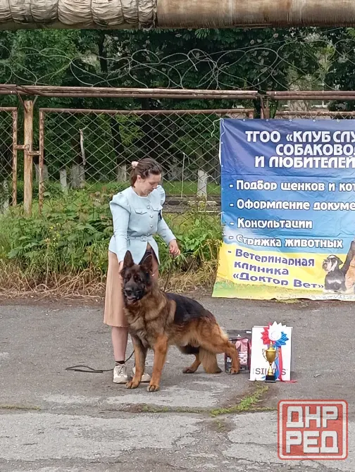 Предлагается к вязке кобель немецкой овчарки Донецк - изображение 7