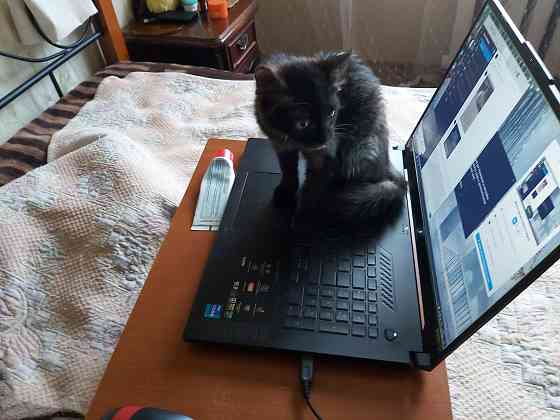 котенок ищет любящую семью Донецк