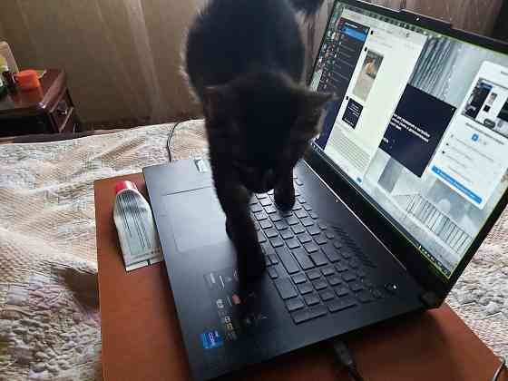 котенок ищет любящую семью Донецк