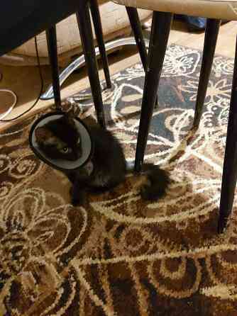 котенок ищет любящую семью Донецк