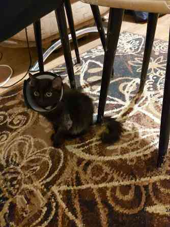 котенок ищет любящую семью Донецк