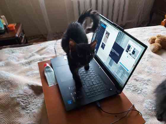 котенок ищет любящую семью Донецк