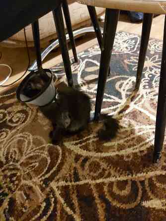 котенок ищет любящую семью Донецк