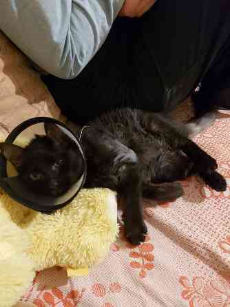 котенок ищет любящую семью Донецк