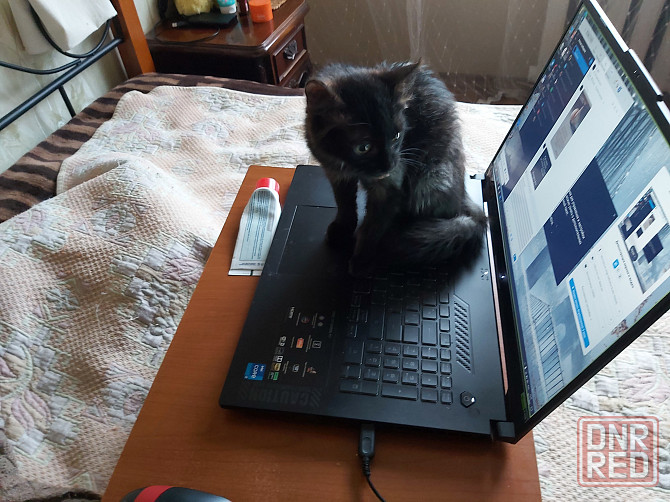 котенок ищет любящую семью Донецк - изображение 4