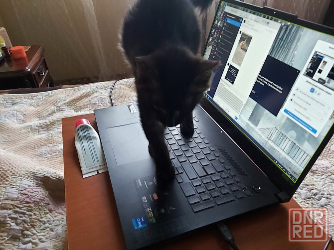 котенок ищет любящую семью Донецк - изображение 6