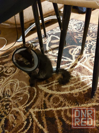 котенок ищет любящую семью Донецк - изображение 1