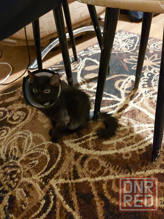 котенок ищет любящую семью Донецк - изображение 2