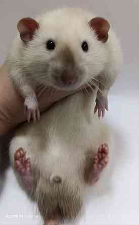 Дамбо. Новогодние малыши Макеевка