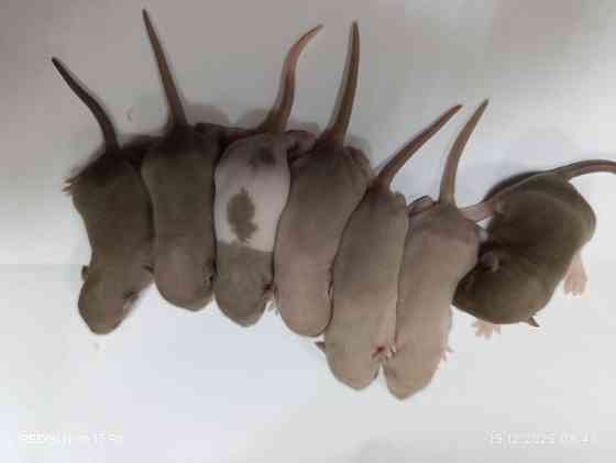 Дамбо. Новогодние малыши Макеевка