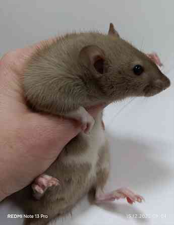 Дамбо. Новогодние малыши Макеевка