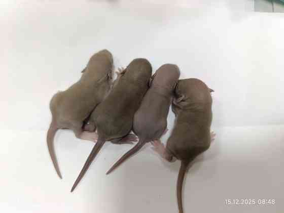 Дамбо. Новогодние малыши Макеевка