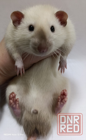 Дамбо. Новогодние малыши Макеевка - изображение 1