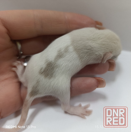 Дамбо. Новогодние малыши Макеевка - изображение 5