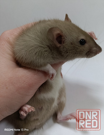 Дамбо. Новогодние малыши Макеевка - изображение 2