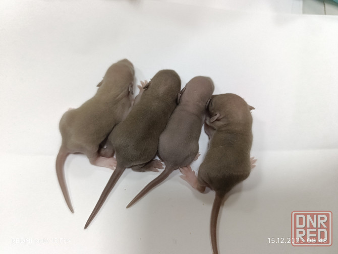 Дамбо. Новогодние малыши Макеевка - изображение 3