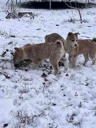 Продам щенков западносибирской лайки Торез