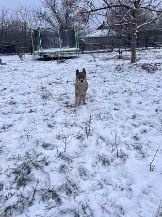 Продам щенков западносибирской лайки Торез