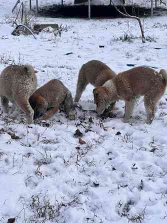 Продам щенков западносибирской лайки Торез