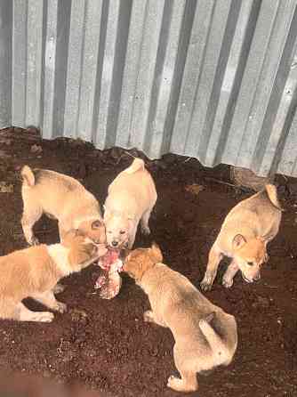 Продам щенков западносибирской лайки Торез