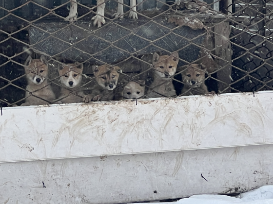Продам щенков западносибирской лайки Торез