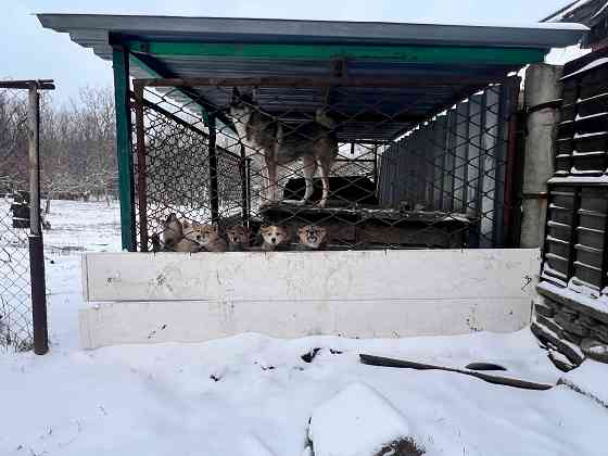 Продам щенков западносибирской лайки Торез