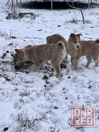 Продам щенков западносибирской лайки Торез - изображение 5