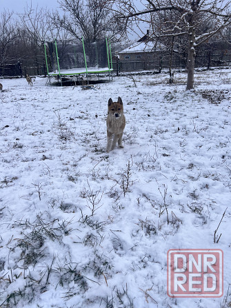 Продам щенков западносибирской лайки Торез - изображение 3