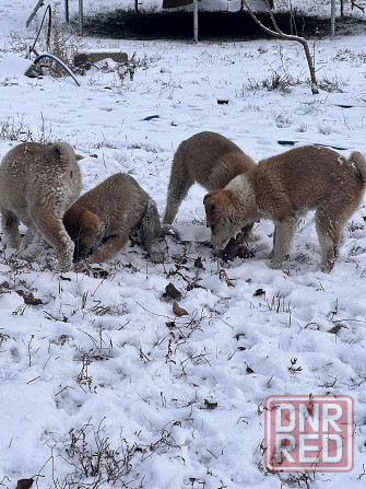 Продам щенков западносибирской лайки Торез - изображение 6