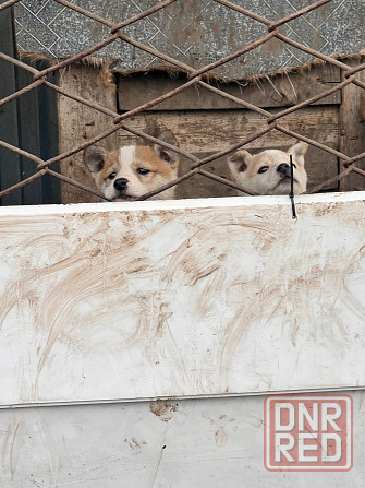 Продам щенков западносибирской лайки Торез - изображение 6