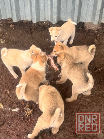 Продам щенков западносибирской лайки Торез - изображение 1