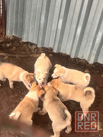 Продам щенков западносибирской лайки Торез - изображение 2