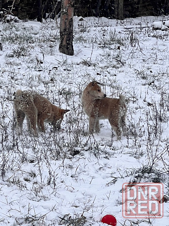 Продам щенков западносибирской лайки Торез - изображение 4