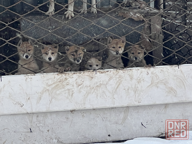 Продам щенков западносибирской лайки Торез - изображение 1