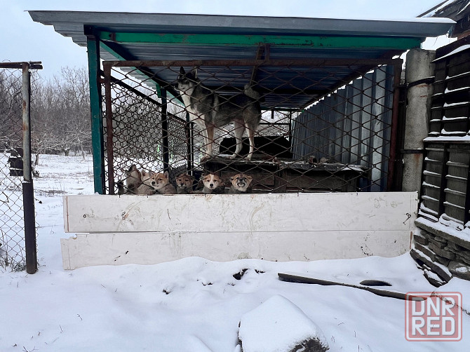 Продам щенков западносибирской лайки Торез - изображение 2