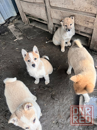 Продам щенков западносибирской лайки Торез - изображение 7