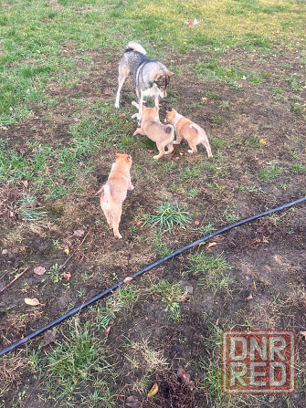 Продам щенков западносибирской лайки Торез - изображение 5